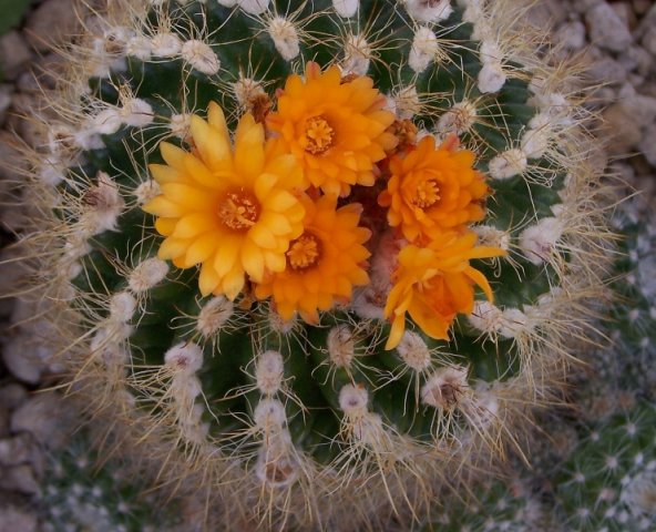 Parodia_neglecta